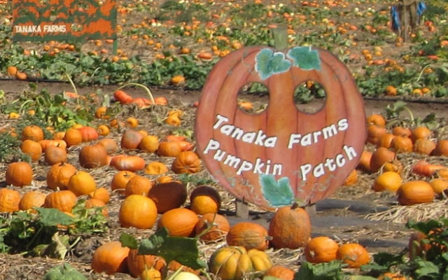 tanaka farms pumpkin patch