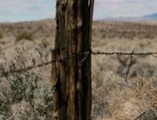 Interview: The US-Mexico Borderlands in Contemporary Horror Author Anna Marta Marini